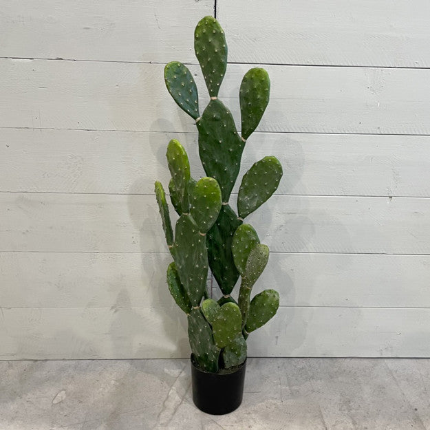 CACTUS OPUNTIA 128