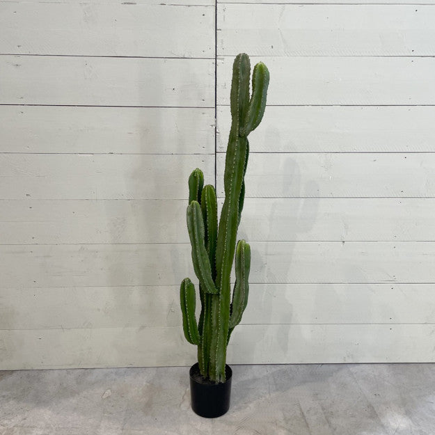 CACTUS EUPHORBIA 155