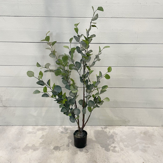 EUCALYPTUS 150