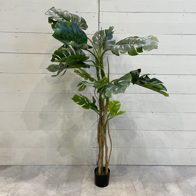 MONSTERA 180
