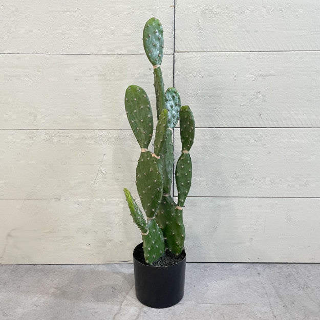 CACTUS OPUNTIA 75