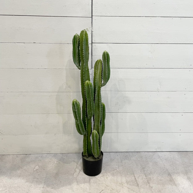 CACTUS EUPHORBIA 125