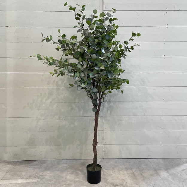 EUCALYPTUS 210